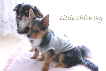 Little Chloe Dog